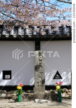 A monument of the Virgin Cherry Blossoms A monument of the Virgin Cherry Blossoms 22036846