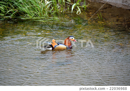 設置槓桿 22036988