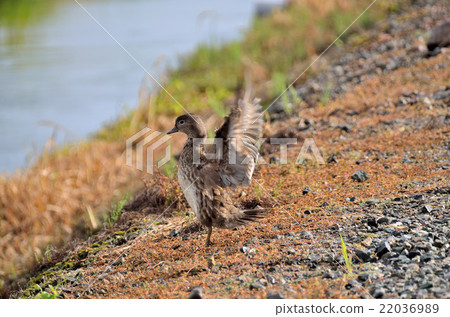 設置槓桿 22036989