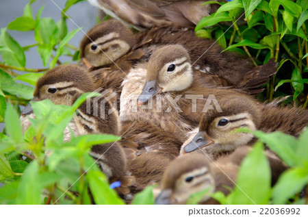 設置槓桿 22036992