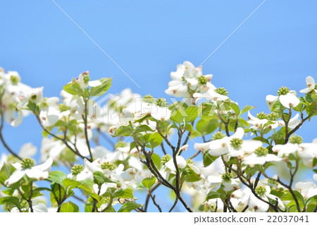 Dogwood in full bloom 22037041