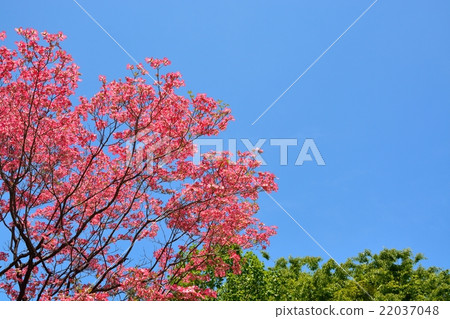 Dogwood in full bloom 22037048