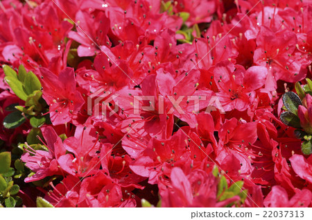 Azalea 22037313