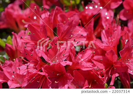 Azalea 22037314