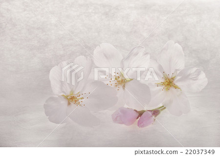 在日文報紙的櫻花 22037349