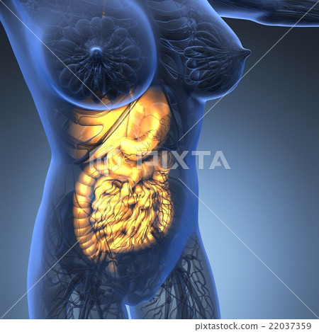 woman body with glow digestive system 22037359