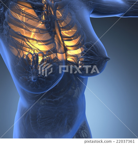 science anatomy of woman body with glow lungs science anatomy of woman body with glow lungs 22037361