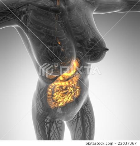 woman body with glow digestive system 22037367