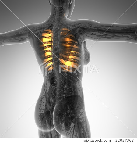 science anatomy of woman body with glow lungs science anatomy of woman body with glow lungs 22037368