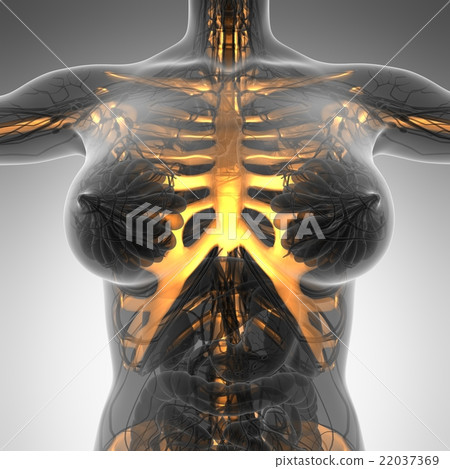 human body in x-ray with glow skeleton bones 22037369