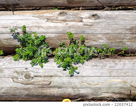 Root rose rose 22037412