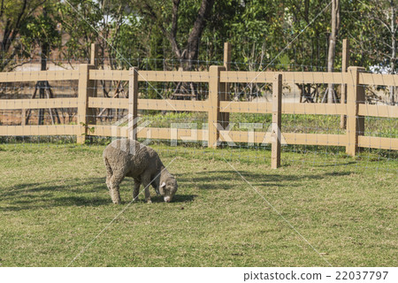 White Woolly Sheep Grazing in a Green Field White Woolly Sheep Grazing in a Green Field 22037797