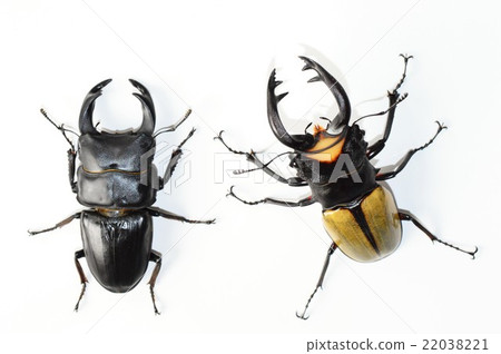 國內Okuwagata爭鬥與Lacodar Tsuyagi白色背景 國內Okuwagata爭鬥與Lacodar Tsuyagi白色背景 22038221