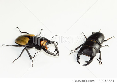 國內Okuwagata爭鬥與Lacodar Tsuyagi白色背景 國內Okuwagata爭鬥與Lacodar Tsuyagi白色背景 22038223