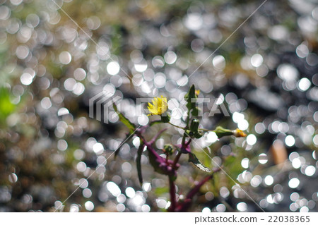 In sparkling In sparkling 22038365