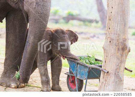 Elephant in Nepal Elephant in Nepal 22038585
