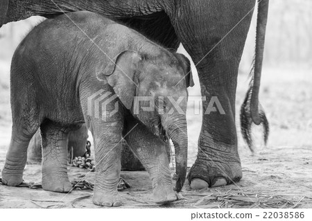 Elephant in Nepal Elephant in Nepal 22038586