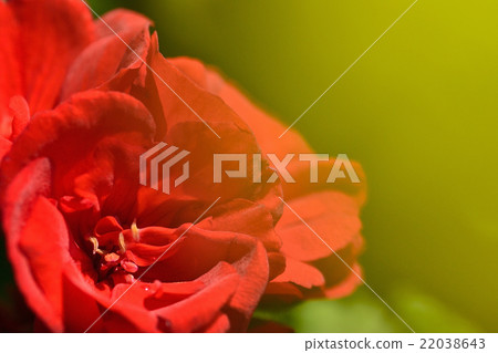 Geranium front blur Geranium front blur 22038643