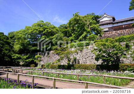 The irises of Maizuru Park The irises of Maizuru Park 22038716