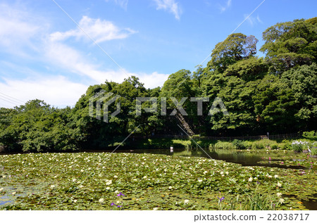 Water lily of Fukuoka castle ruins Water lily of Fukuoka castle ruins 22038717
