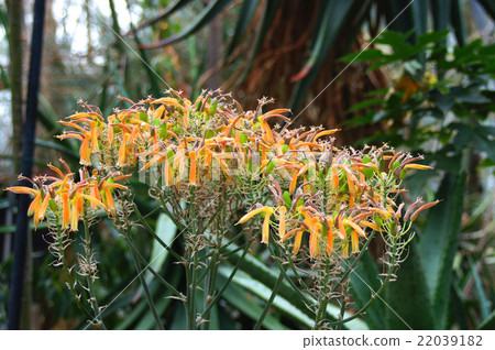 Daisuke Shiki·當它完成開花 22039182