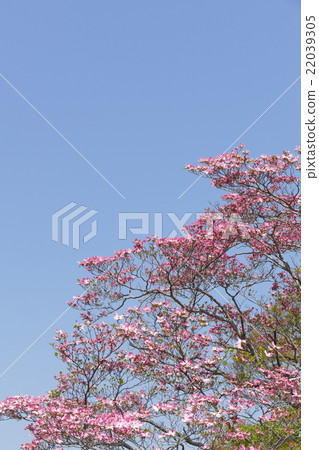 粉紅山茱萸 粉紅山茱萸 22039305