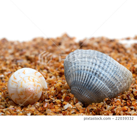 Two seashell on sand Two seashell on sand 22039332