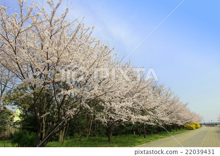 辰巳的森林海洋公園 22039431