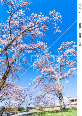 [Saitama] Minoyama Park, a famous spot for cherry blossoms 22039591