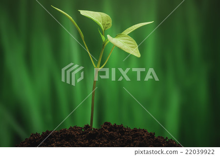 Young sprout on the green background Young sprout on the green background 22039922