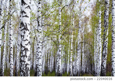 birch forest in the spring 22040016