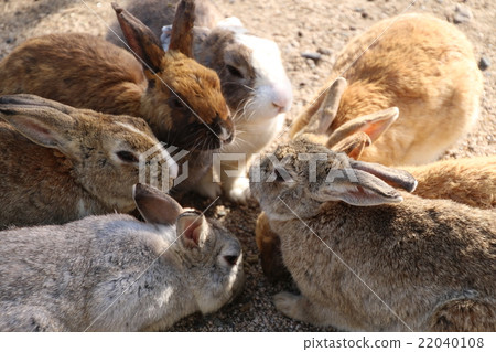 很多兔子吃的食物(Okunojima) 很多兔子吃的食物(Okunojima) 22040108