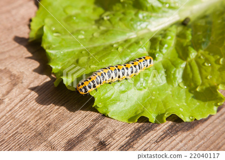 bright colourful worm bright colourful worm 22040117