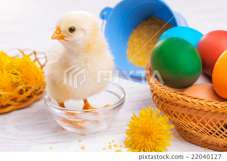 small chick with easter eggs 22040127