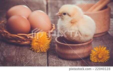 small chick with egg on the wooden table 22040128