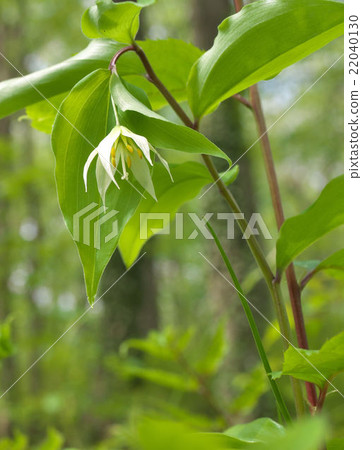 志高莉莉 22040130