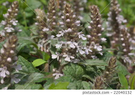 Jounichitoe 22040132