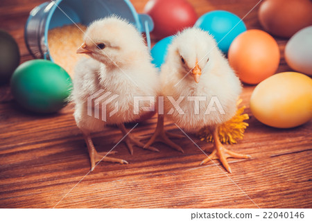chickens with Easter eggs on wooden background 22040146