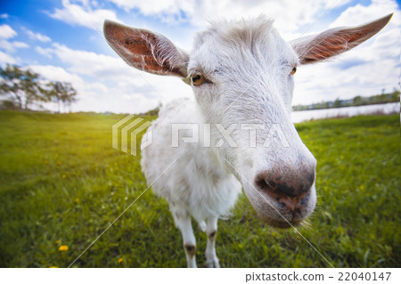 Goat on the green summer meadow Goat on the green summer meadow 22040147