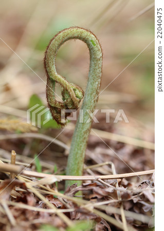 Bracken Bracken 22040475