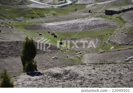 Pakistan Nanga Parvat's Village Astor village with a beautiful village and sheep during grazing Pakistan Nanga Parvat's Village Astor village with a beautiful village and sheep during grazing 22040501