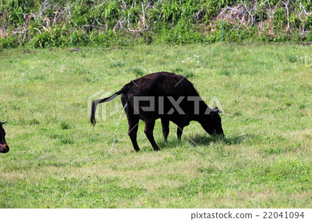 Cattle's urinalysis Cattle's urinalysis 22041094