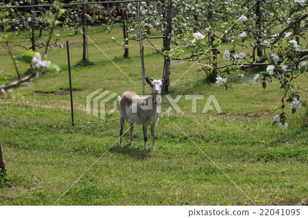 Goat and apples Goat and apples 22041095