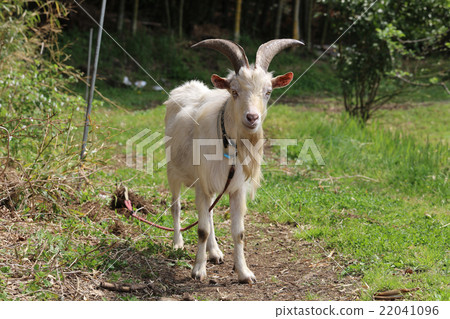 Goat Goat 22041096