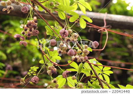 Akebi flower 22041440