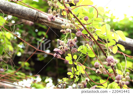 Akebi flower 22041441