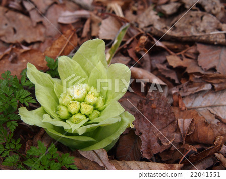 Fukinohena開始綻放 Fukinohena開始綻放 22041551