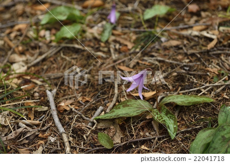 Forest of water basho cedar Flower (Miyagi) Forest of water basho cedar Flower (Miyagi) 22041718