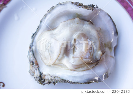 fresh raw oyster. 22042183