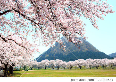 櫻桃樹 櫻桃樹 22042625